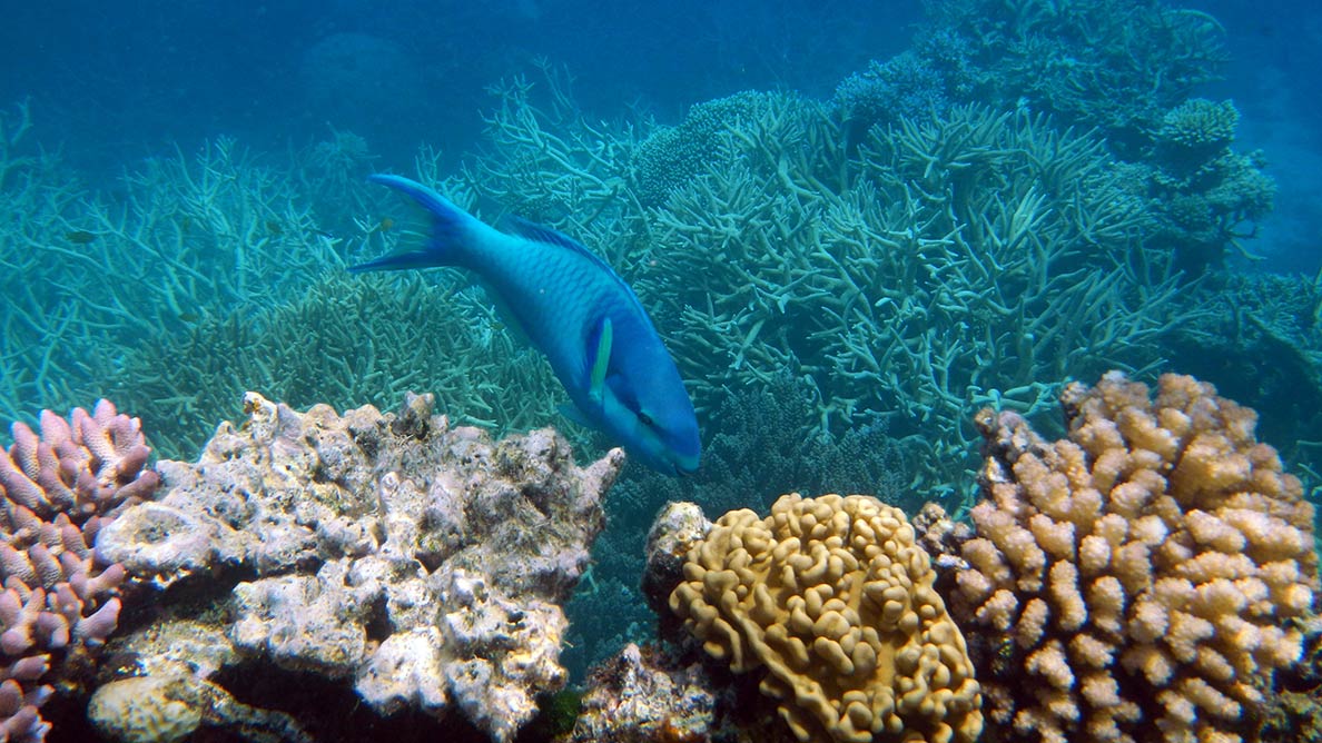 Fish and corals in the Great Barrier Reef, Australia