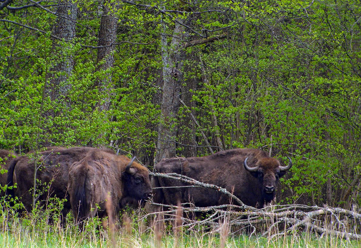 European Bison (Bison bonasus) in Belovezhskaya forest of Belarus.