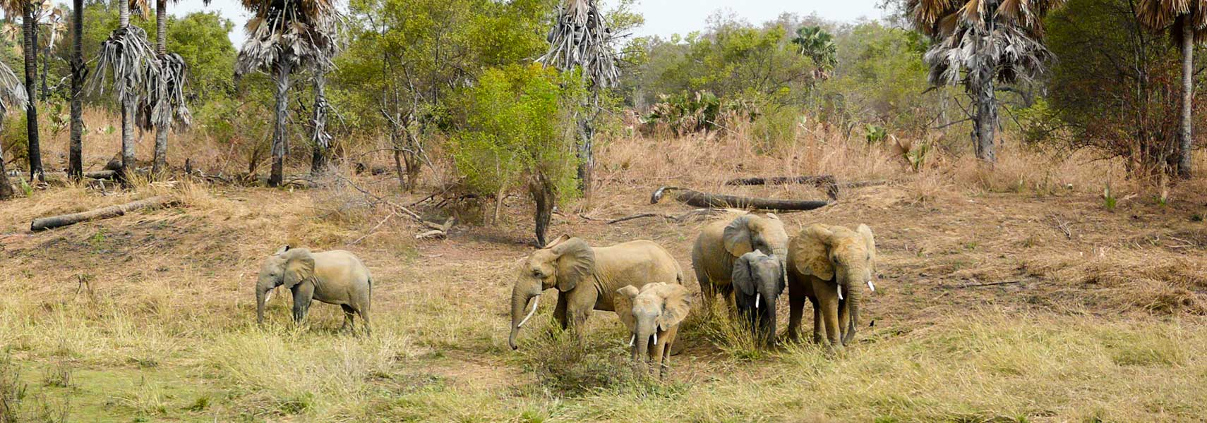 Elephants at Pendjari National Park in Benin