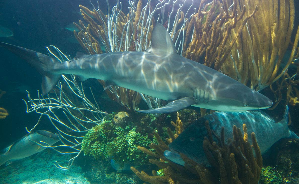 Reef shark, grouper, and hogfish, Bermuda