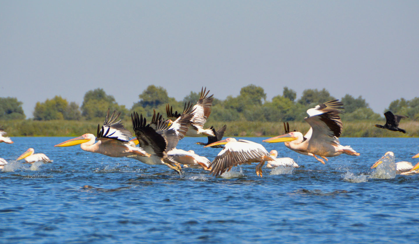 Pelicans in the Danube Delta in Romania