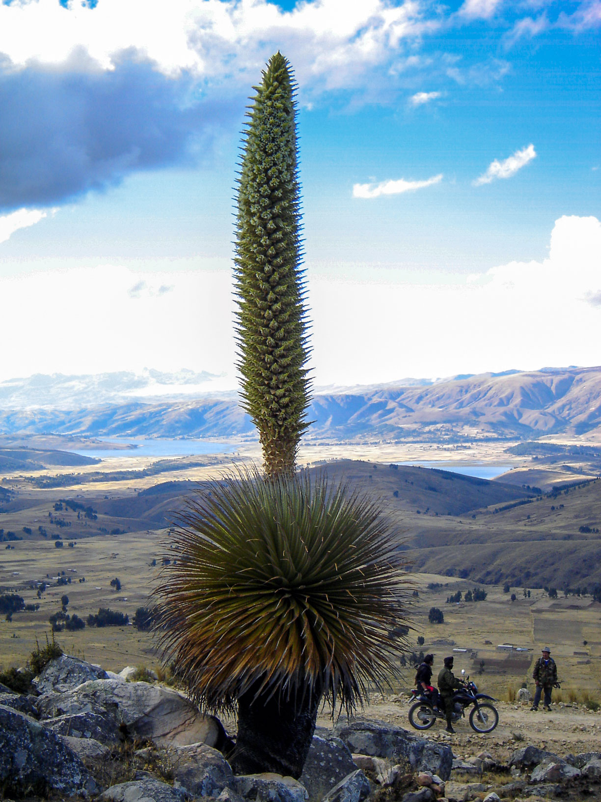 A Chukiqayara plant (Puya raimondii) in the Cochabamba Department of Bolivia. 