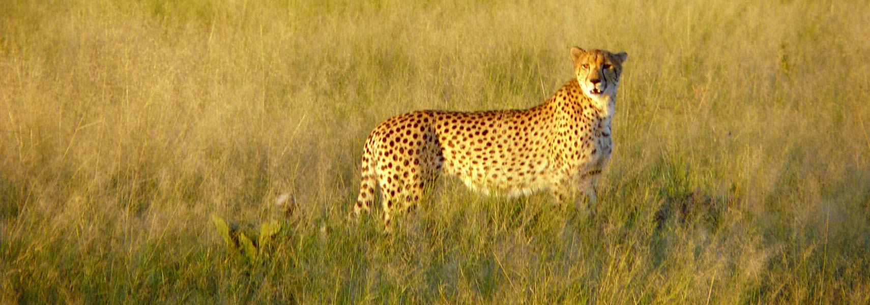 Cheetah in Chobe National Park