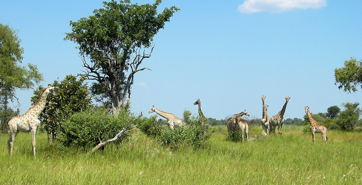 Giraffes in the Okavango Delta, Botswana