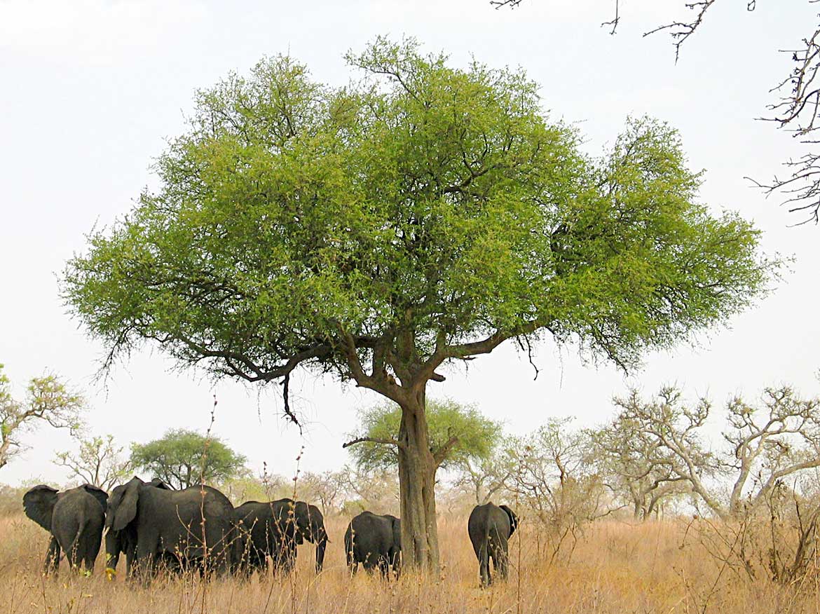 Elephants in Waza National Park