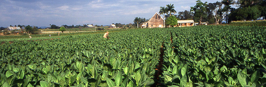 Cuba Tobaco field