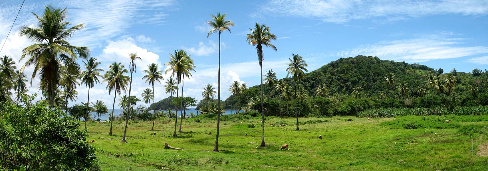 typical Dominica landscape panorama