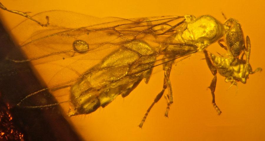 Dominican amber with inclusion of an Acropyga glaesaria, an extinct ant species that was found on Hispaniola.