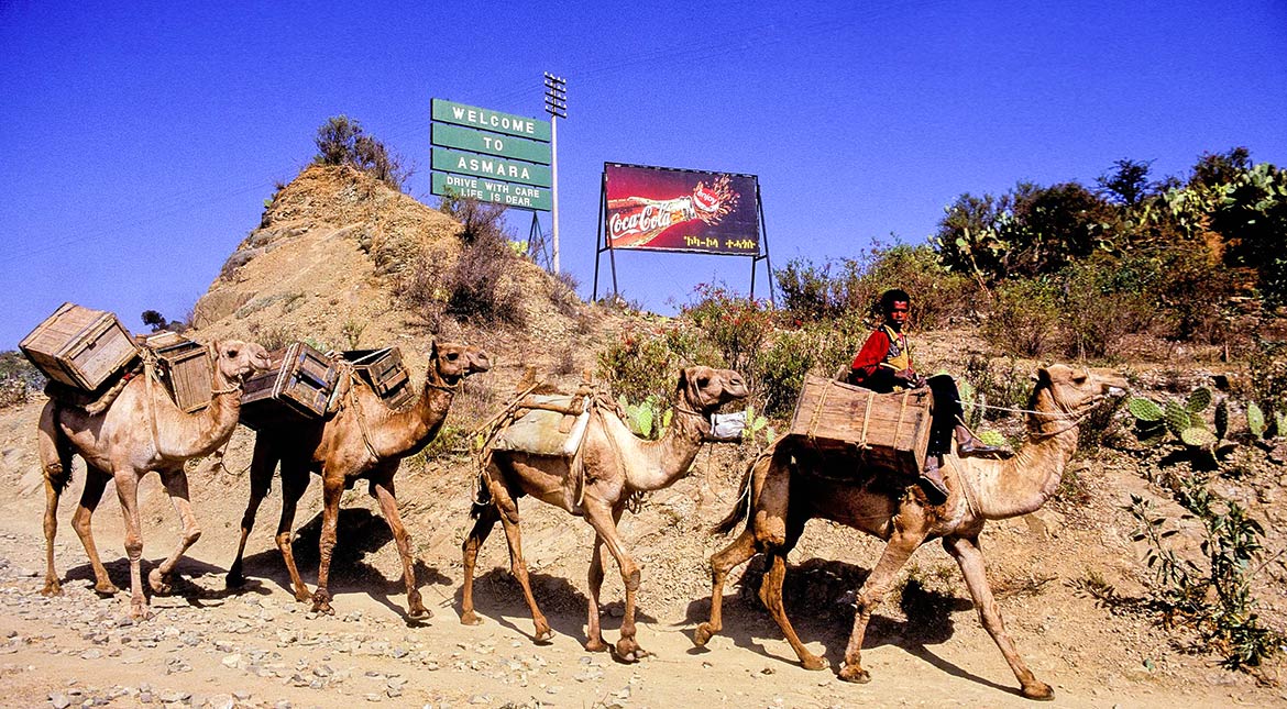 Camels near Asmara, Eritrea