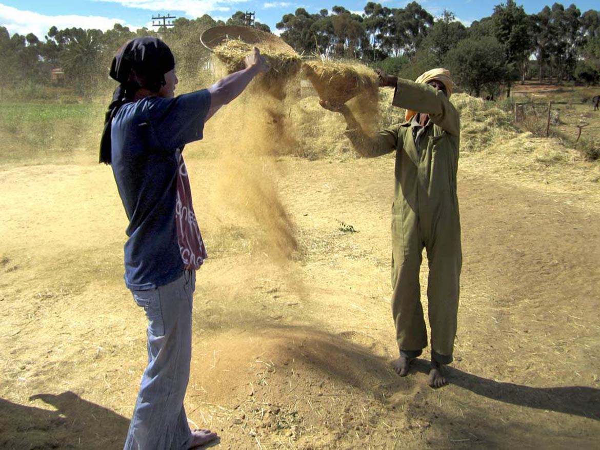 Sifting grain by hand in Eritrea
