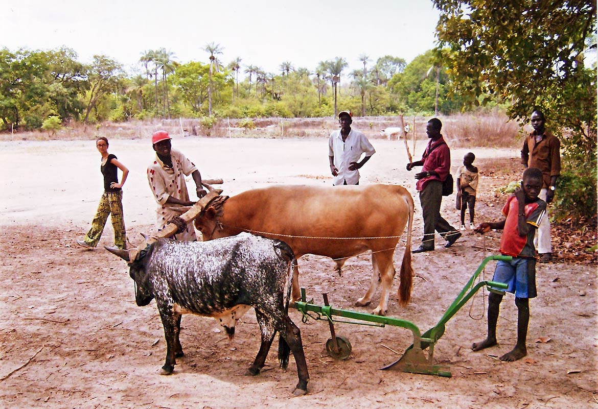 Agriculture in Guinea-Bissau