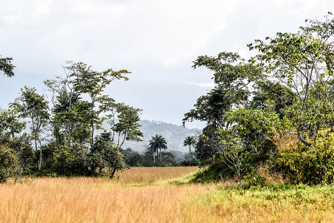 Savanna at Mount Nimba