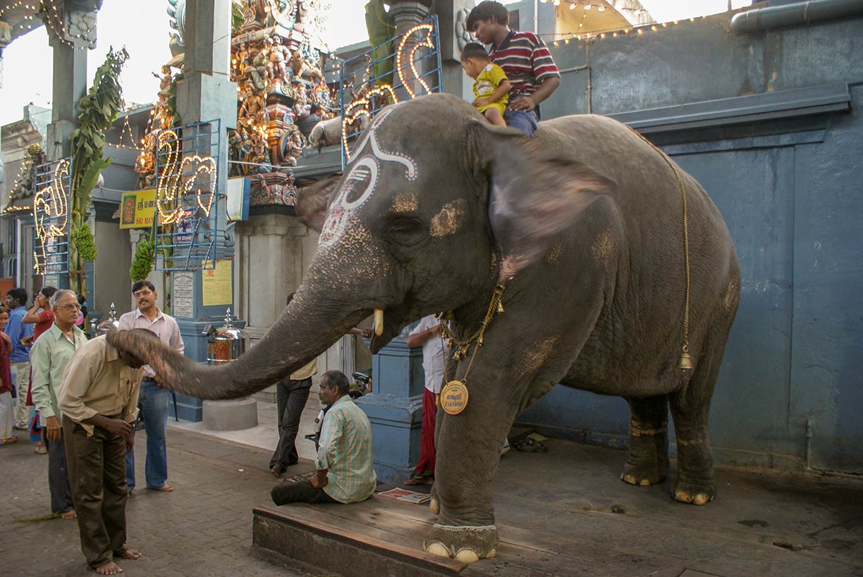 Temple elephant in front of the Manakula Vinayagar Temple in Puducherry