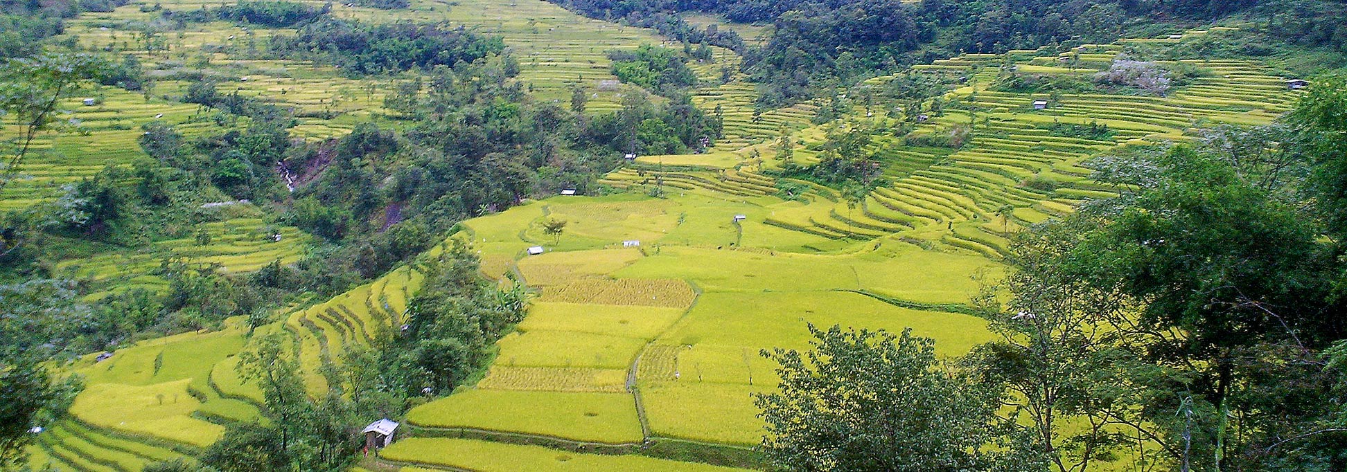 Terrace farming near Pfutsero in Nagaland