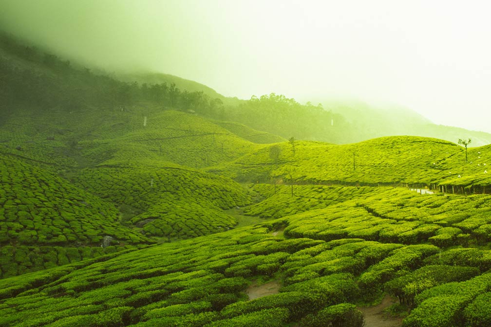 Tea gardens of Munnar, Kerala, India