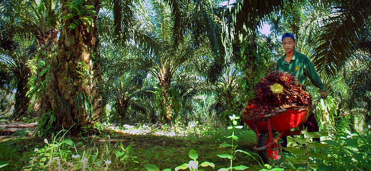 Child labour at a palm oil plantation in Indonesia