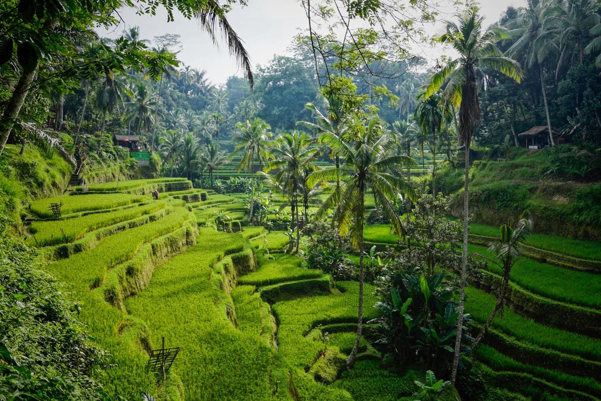 Tegalalang rice terraces in Bali, Indonesia