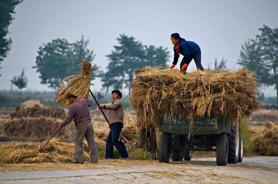 Harvest at Chon Sam agriculture co-operative
