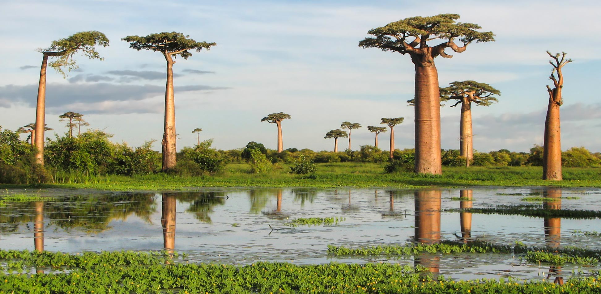  Avenue of the Baobabs (Allee des Baobabs) in Madagascar