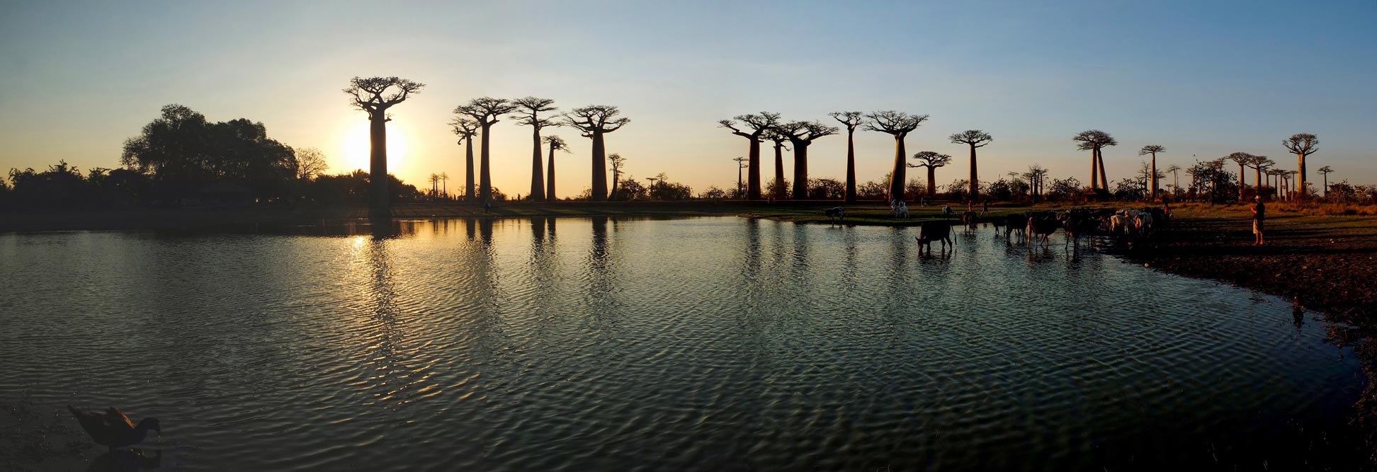 Sunset on the Avenue of the Baobabs