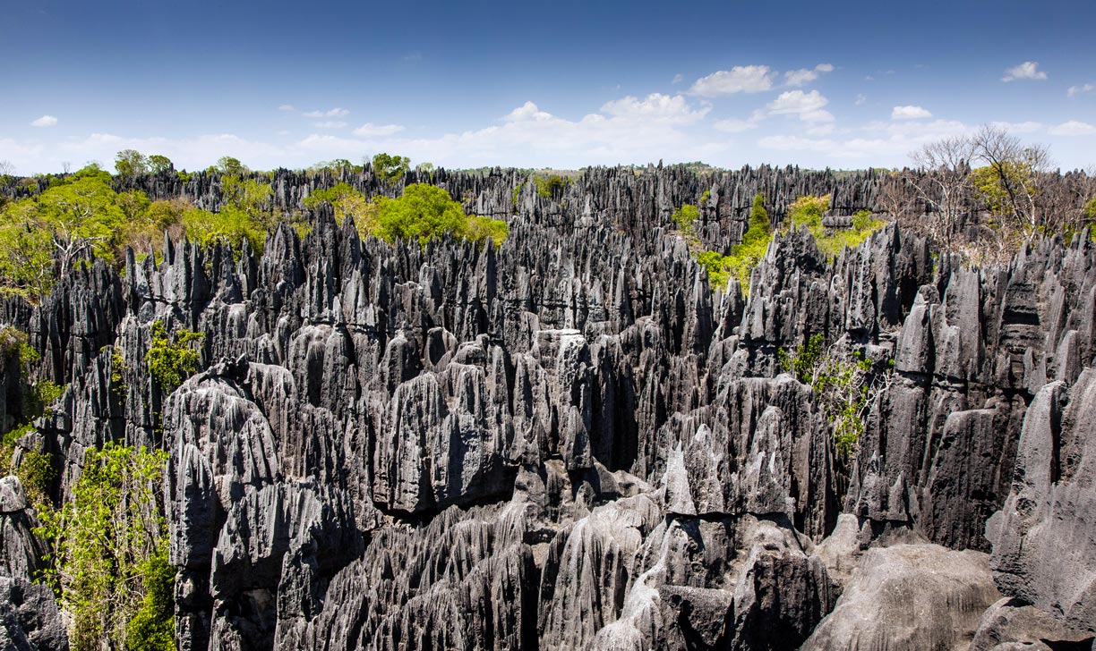 The limestone forest of Tsingy de Bemaraha