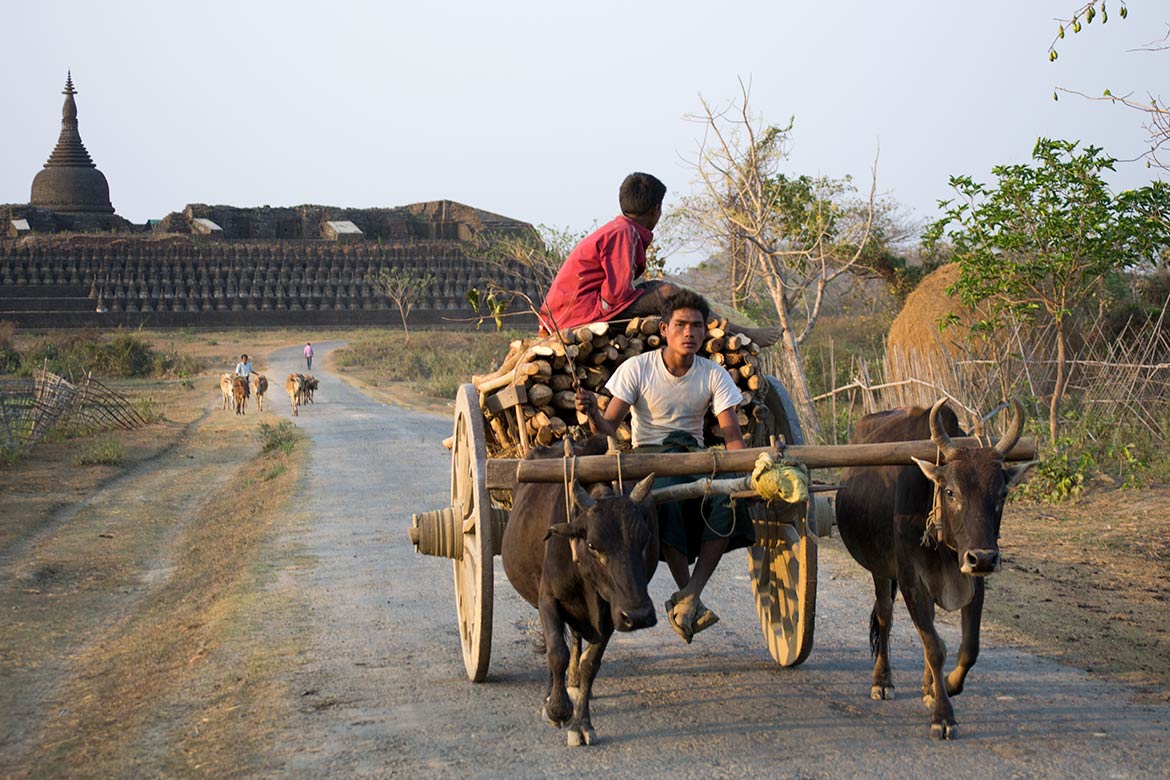 Wood transport with oxcart in Mrauk U with Khoe Thaung temple