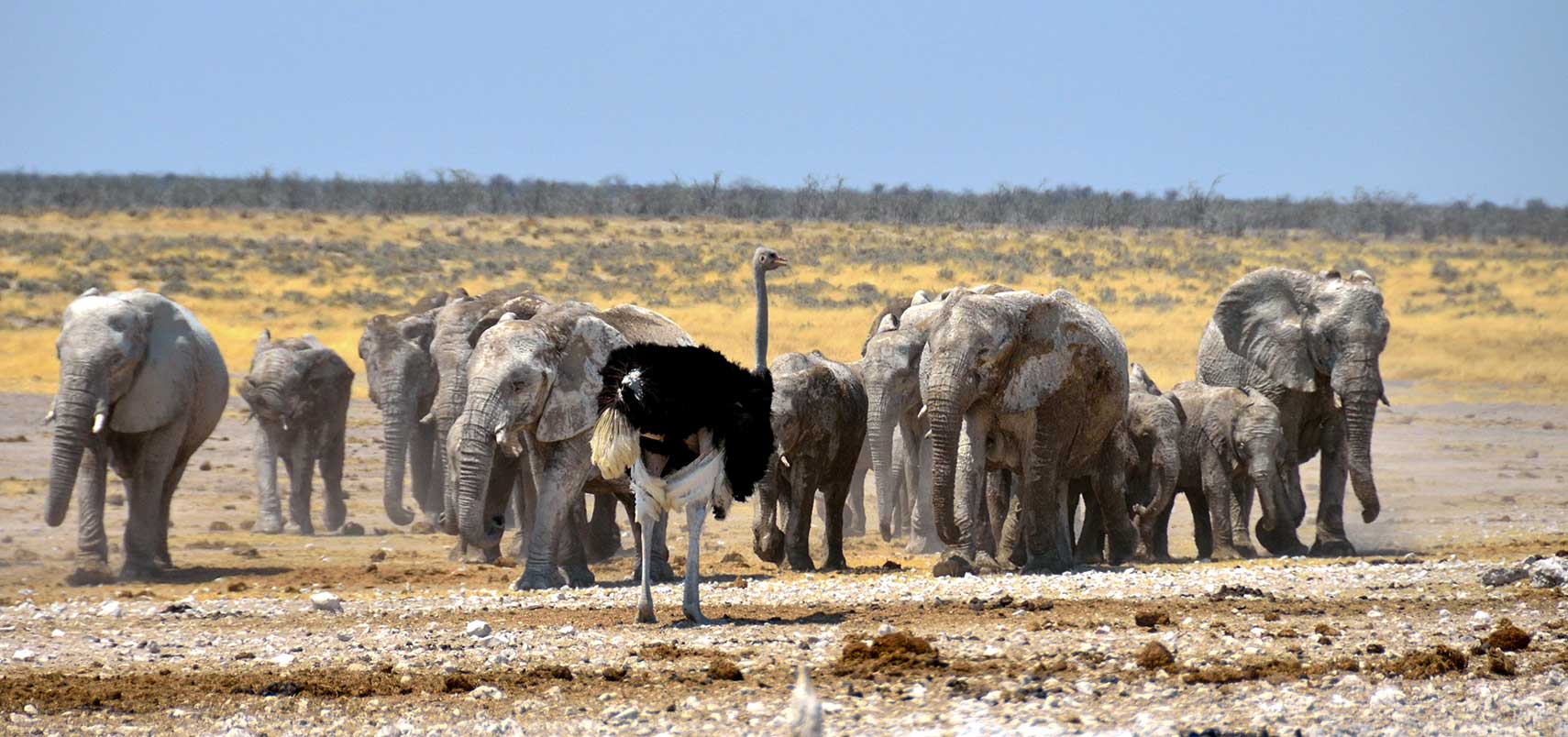Desert elephants in the Etosha National Park of Namibia