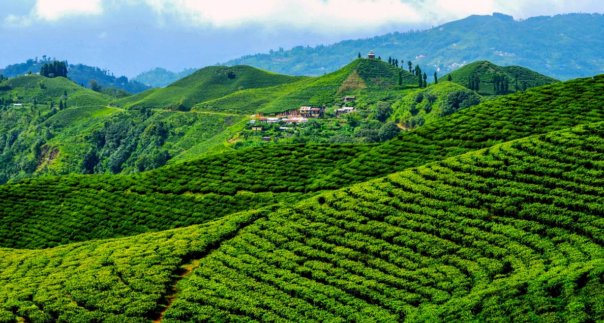 Tea gardens in Ilam, Nepal