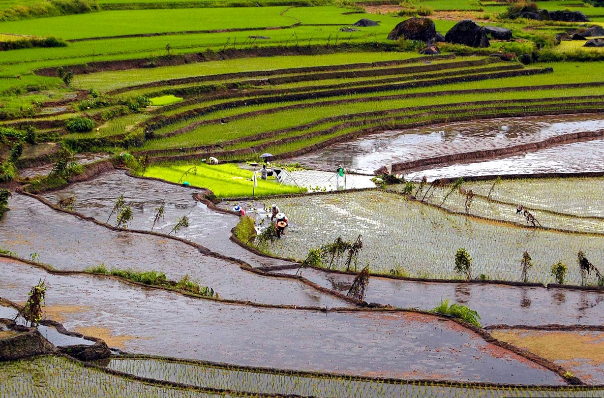 Farmers plant rice at the stonewalled Nagacadan Rice Terraces, Philippines