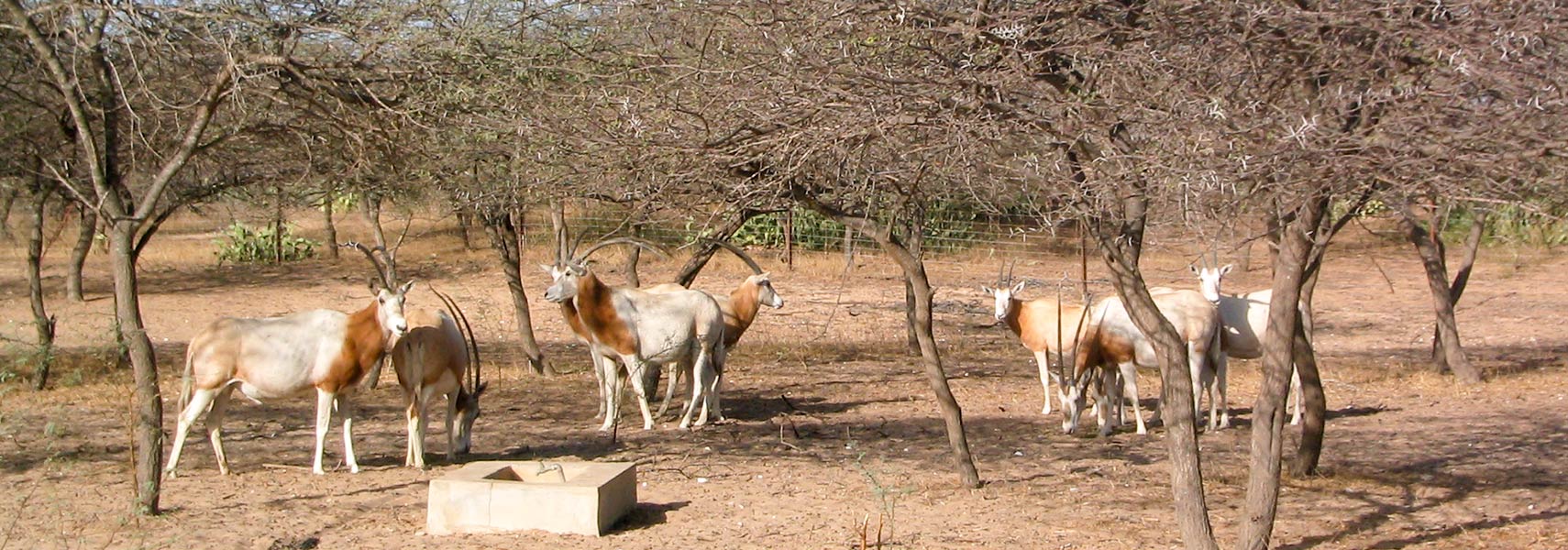 Scimitar oryx in Guembeul game reserve Senegal