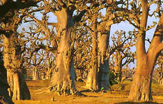Baobab wood