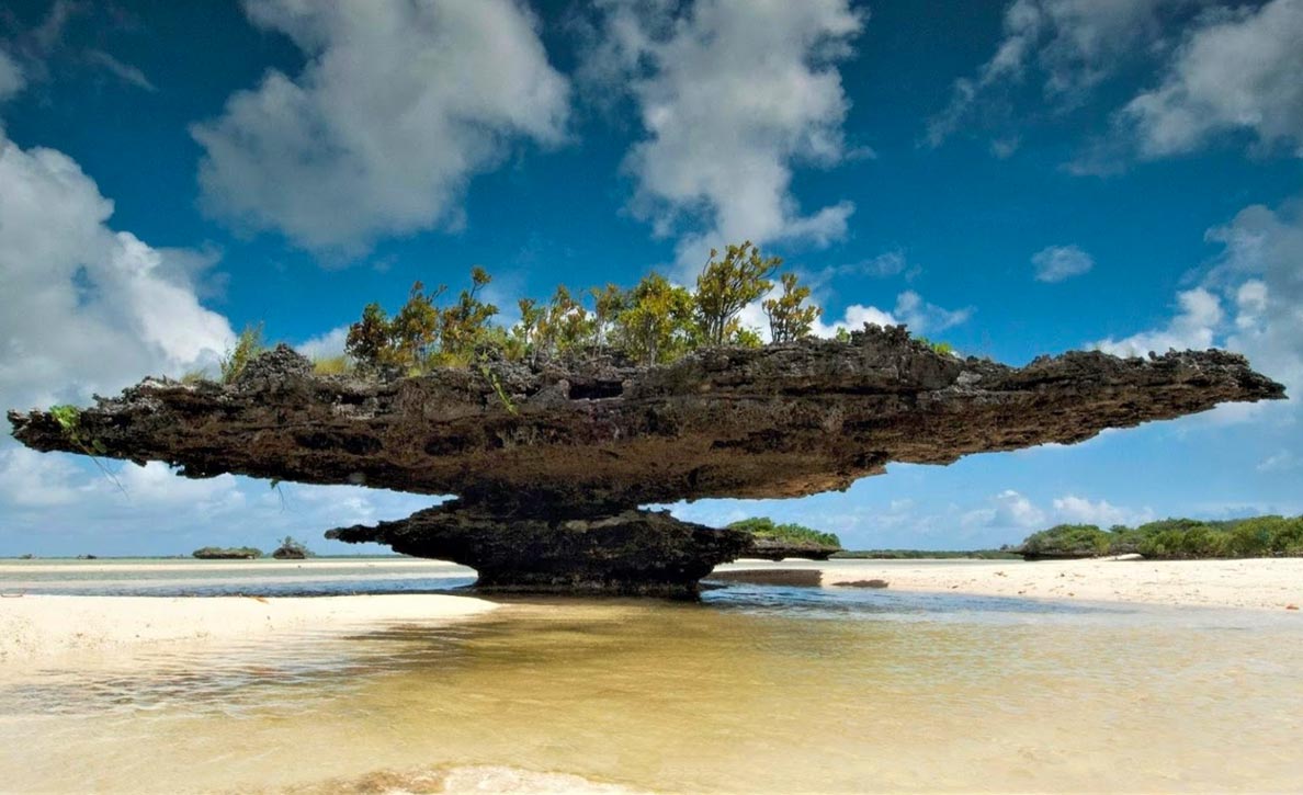 Coral mushroom on Grande Terre Island of Aldabra Atoll, Seychelles