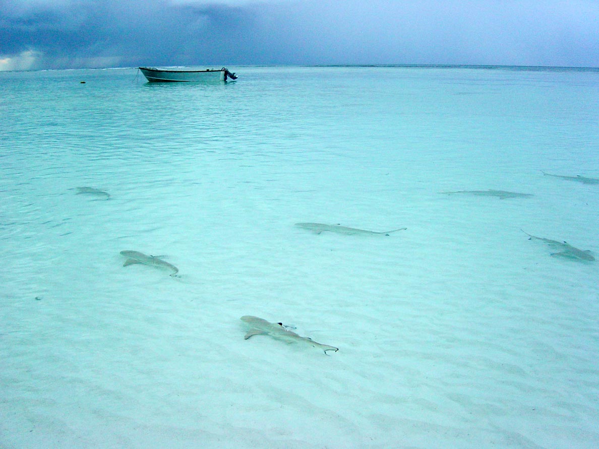 Blacktip reef sharks in the lagoon  of the Aldabra Atoll (Seychelles)