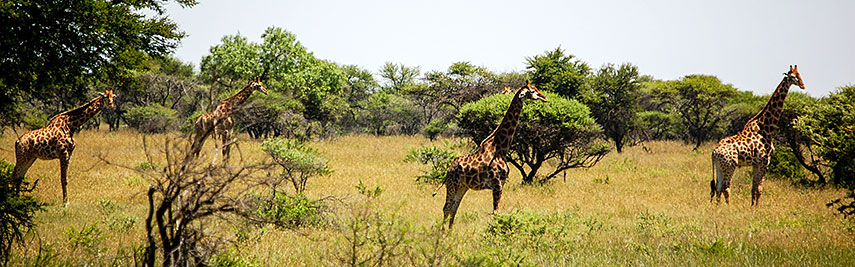 Polokwane Game Reserve, Limpopo province, South Africa