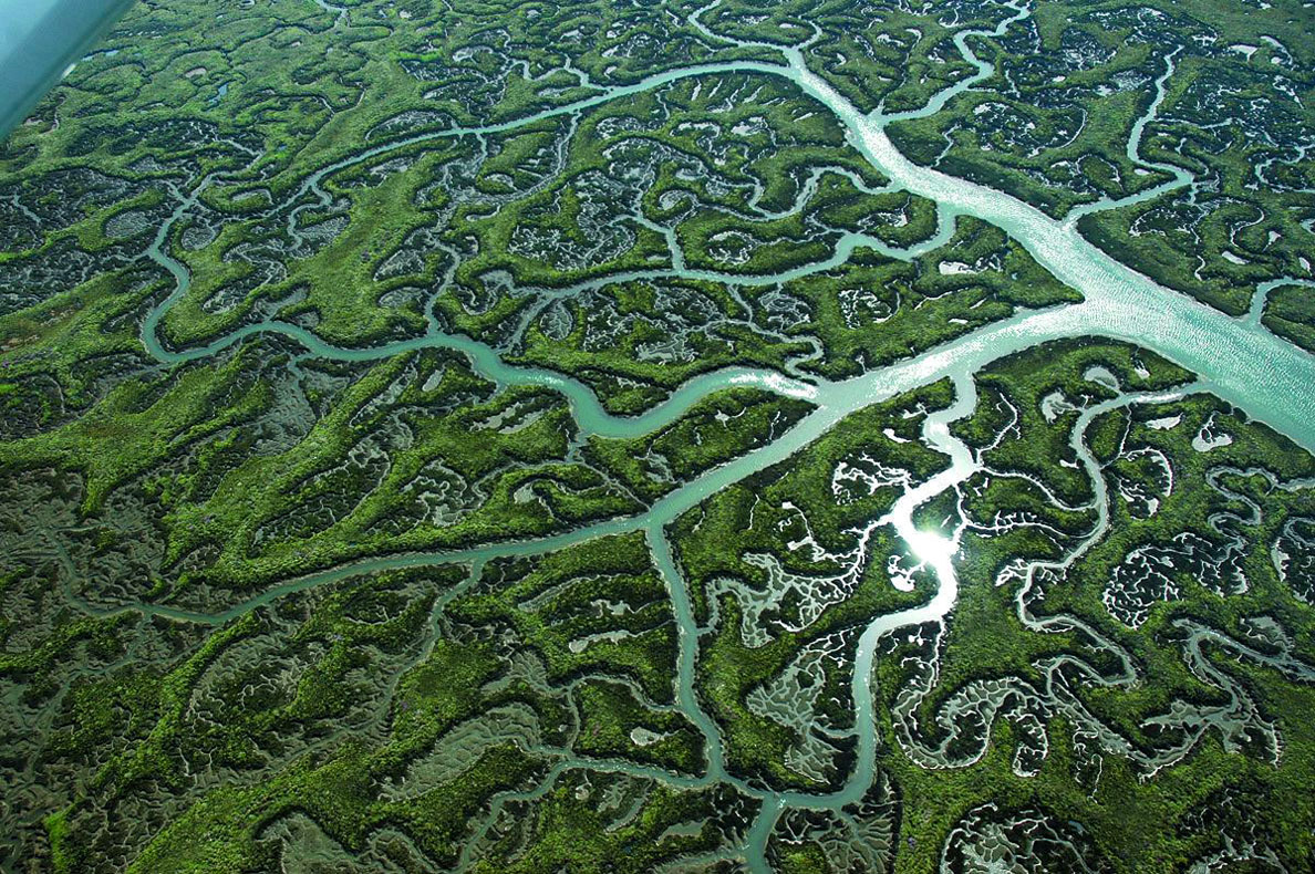Salt marshes in Doñana National Park, Spain