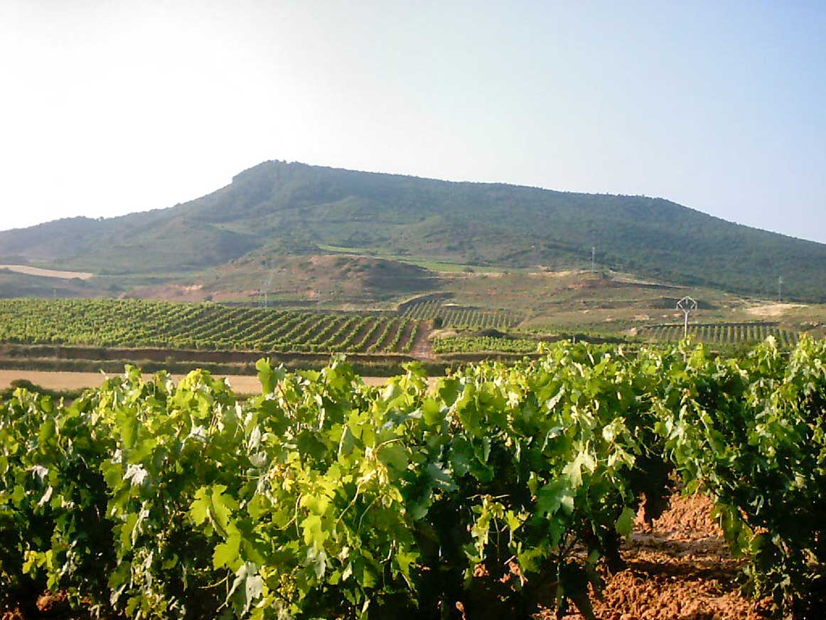 Spanish vineyards, Rioja wine, La Rioja