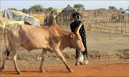 Cattle in the Abyei region
