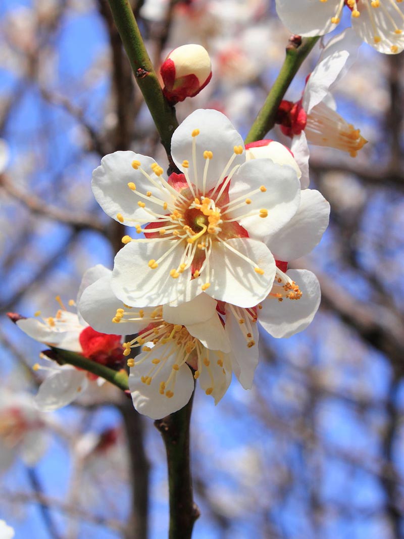 The plum blossom is the National Flower of the Republic of China
