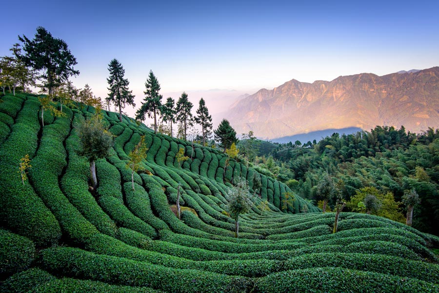 Mountain tea plantation in Alishan.
