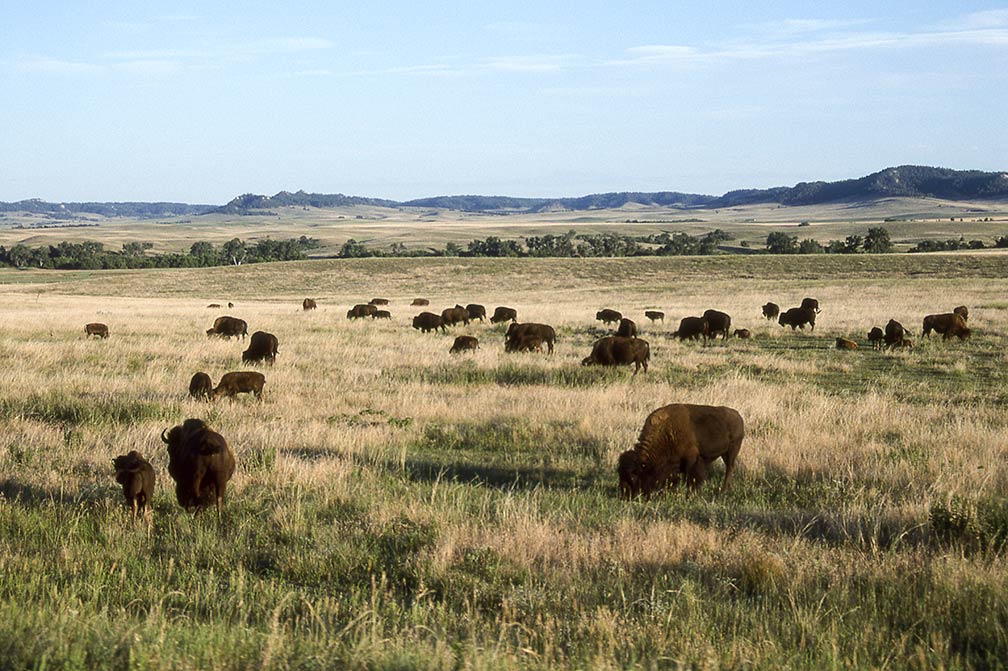 Bison at Fort Robinson Lodge, Crawford, Nebraska