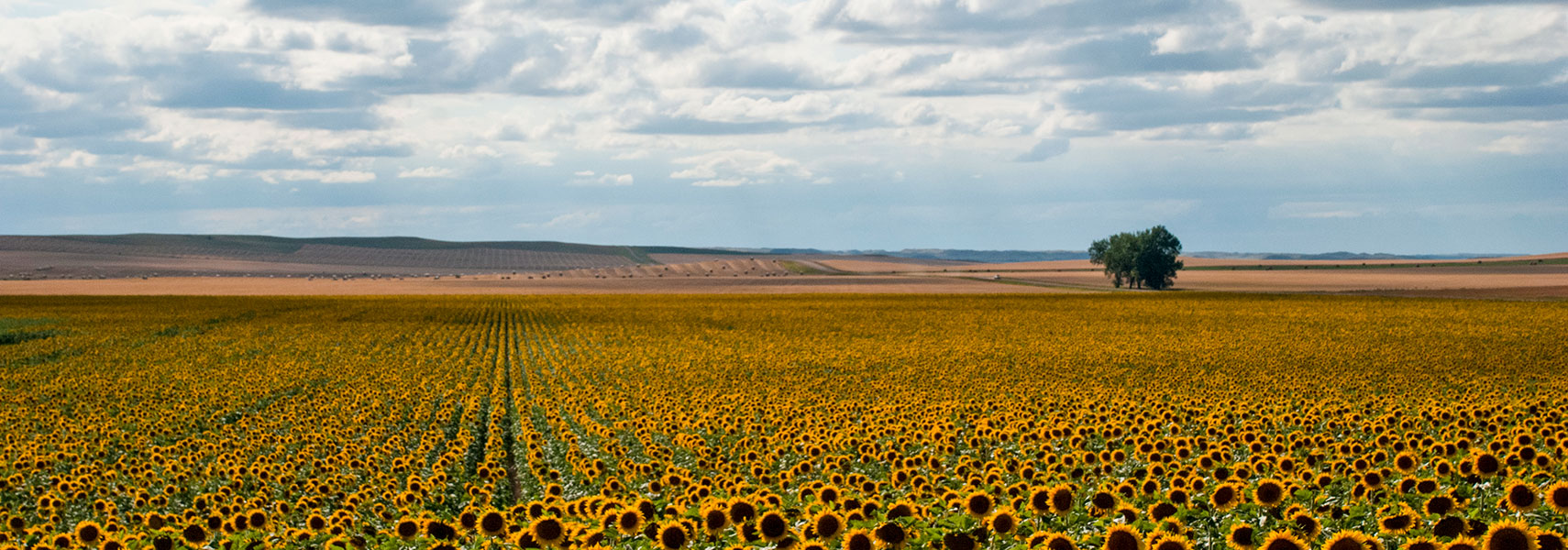 Sunflower field in North Dakota