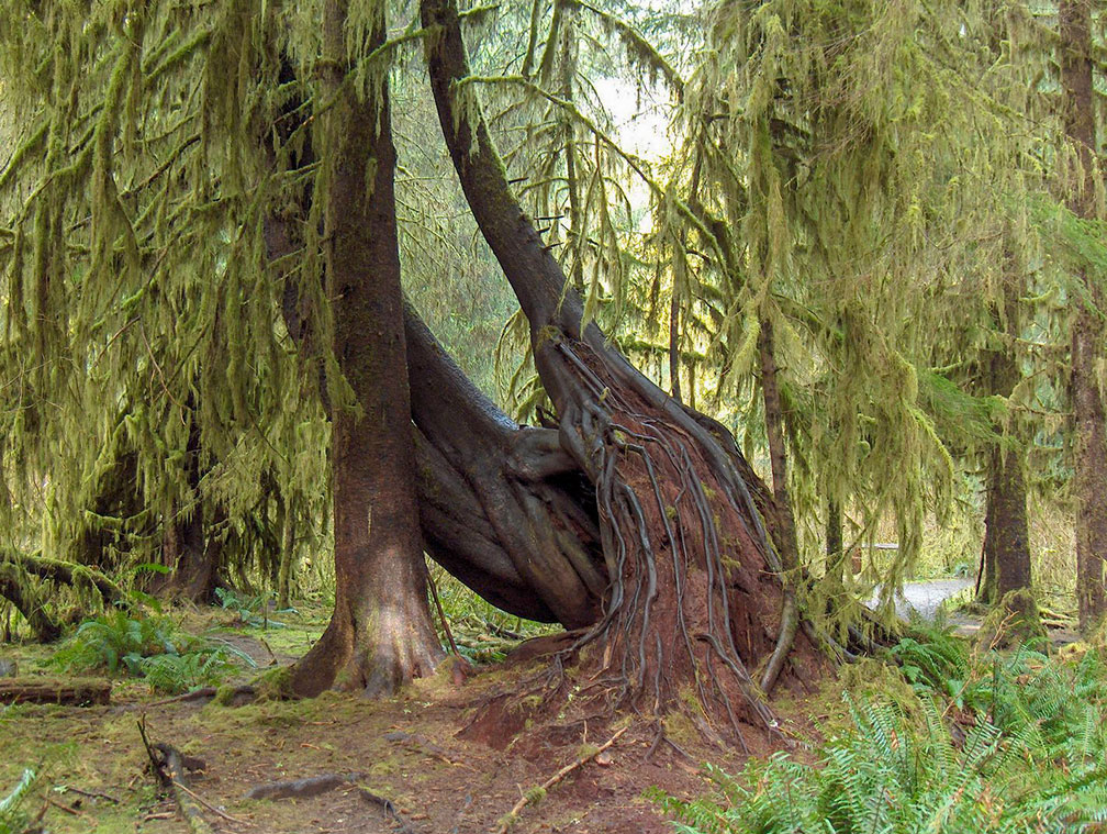 Trees in Hoh Rain Forest in the Olympic National Park, Washington State