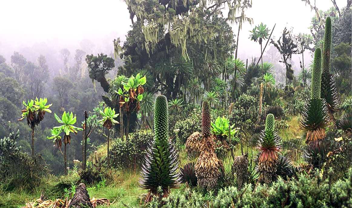 Plants in the Bujuku Valley, Rwenzori Mountains National Park