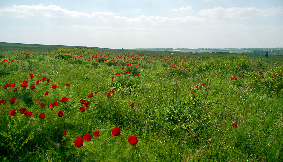 Grasslands landscape, Pontic–Caspian steppe, Ukraine