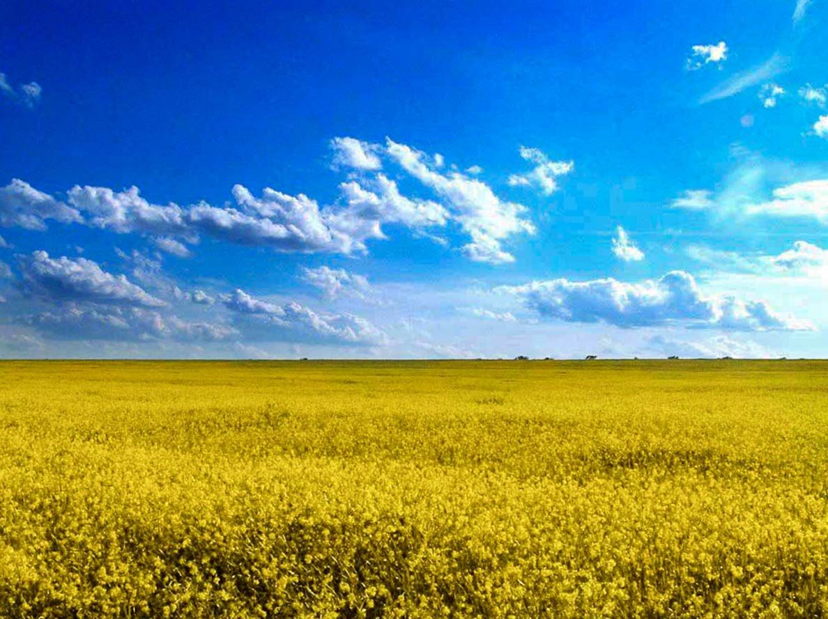 Rapeseed field in Odessa oblast, Ukraine