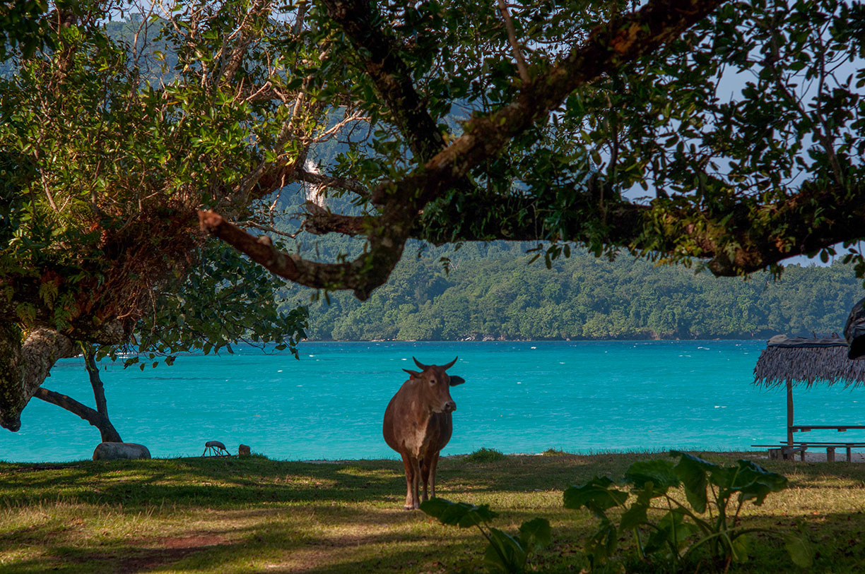 Espiritu Santo island, Vanuatu